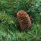 24" Dakota Red Pine Artificial Wreath with Pinecones